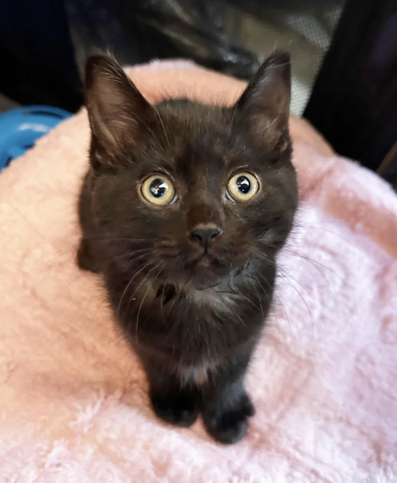 Coco