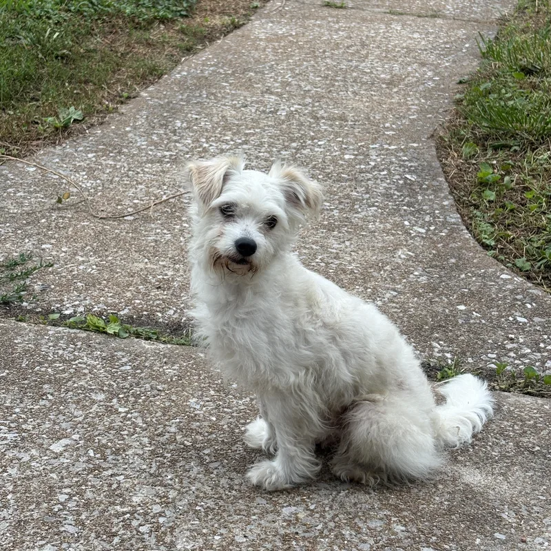 An adult small-sized male White / Cream Maltese dog named Wabash for adoption in O Fallon, IL