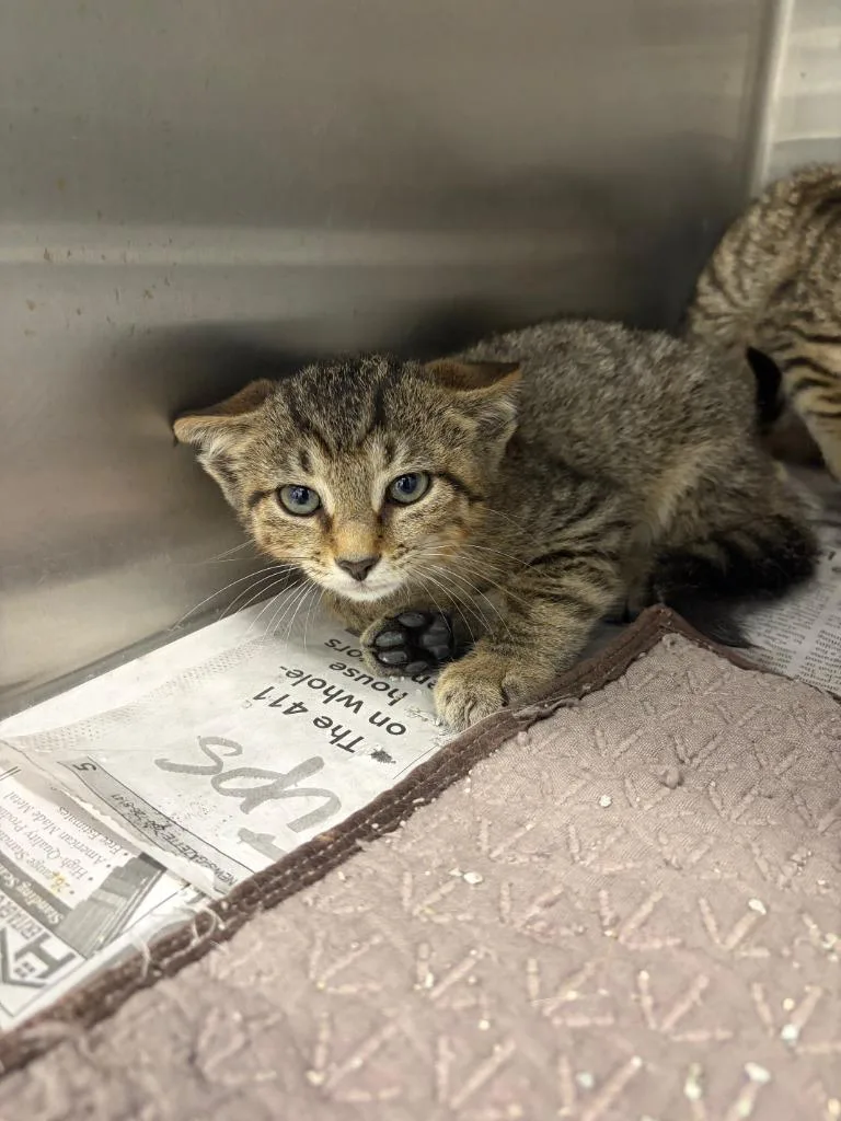 A baby medium-sized male Domestic Short Hair cat named Damon Salvatore for adoption in Portland, IN