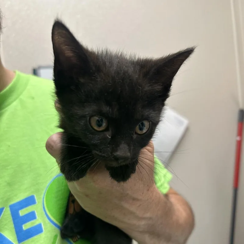 A baby small-sized female Black Domestic Short Hair cat named Linda From Next Door for adoption in Morganton, NC