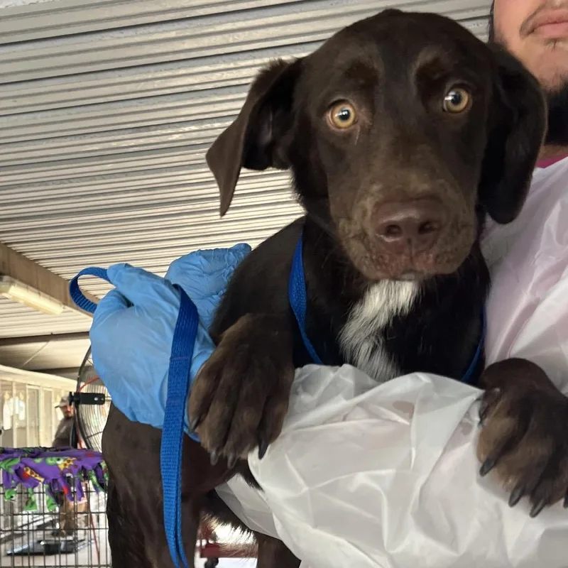 A young medium-sized female Chocolate Labrador Retriever dog named Nutella for adoption in Edinburg, TX