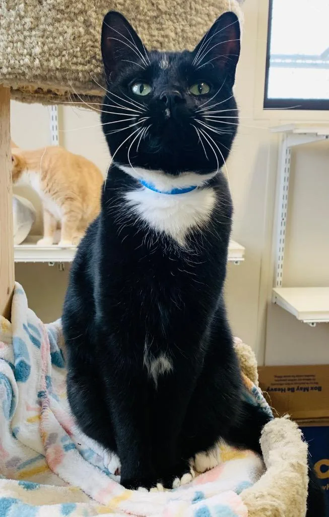 Lanister thumbnail 2