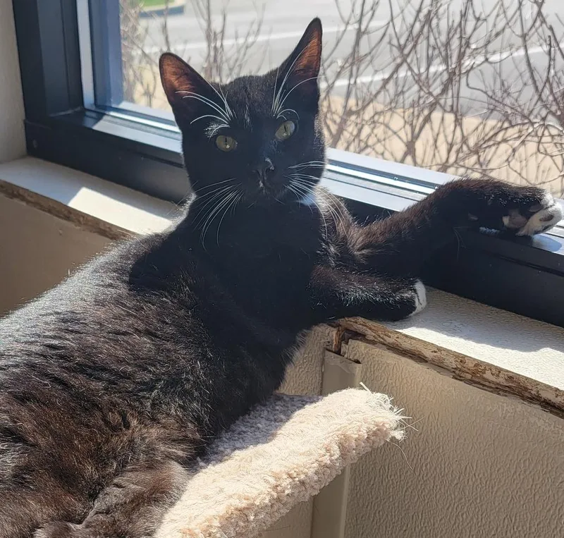 Lanister thumbnail 3