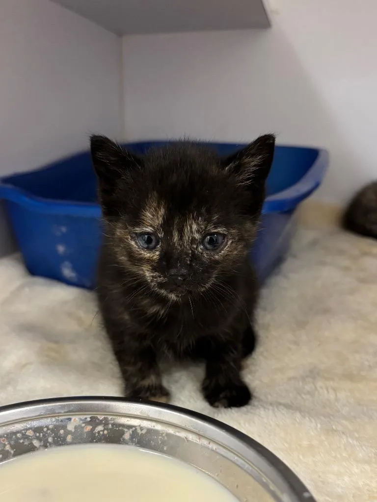 A baby small-sized female Domestic Short Hair cat named Rue for adoption in Liverpool, NY