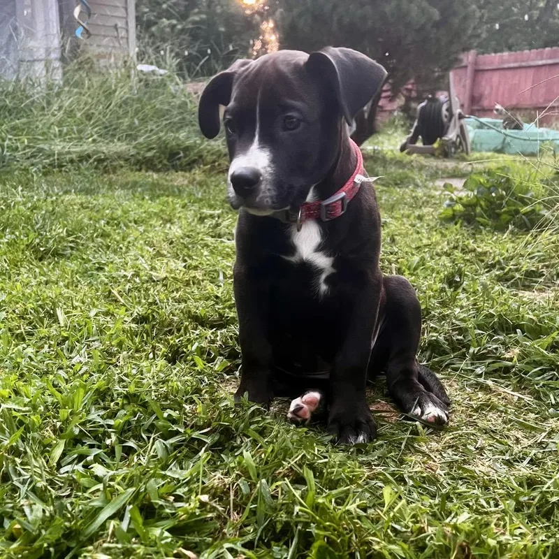Atlas