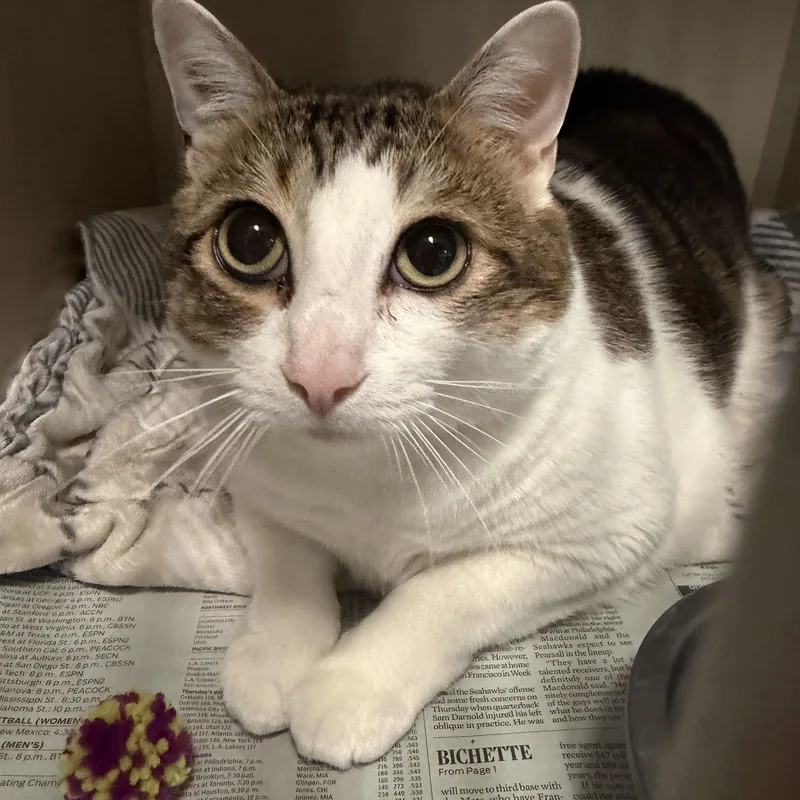 An adult extra large-sized male White Domestic Short Hair cat named Bennie for adoption in Pottsville, PA
