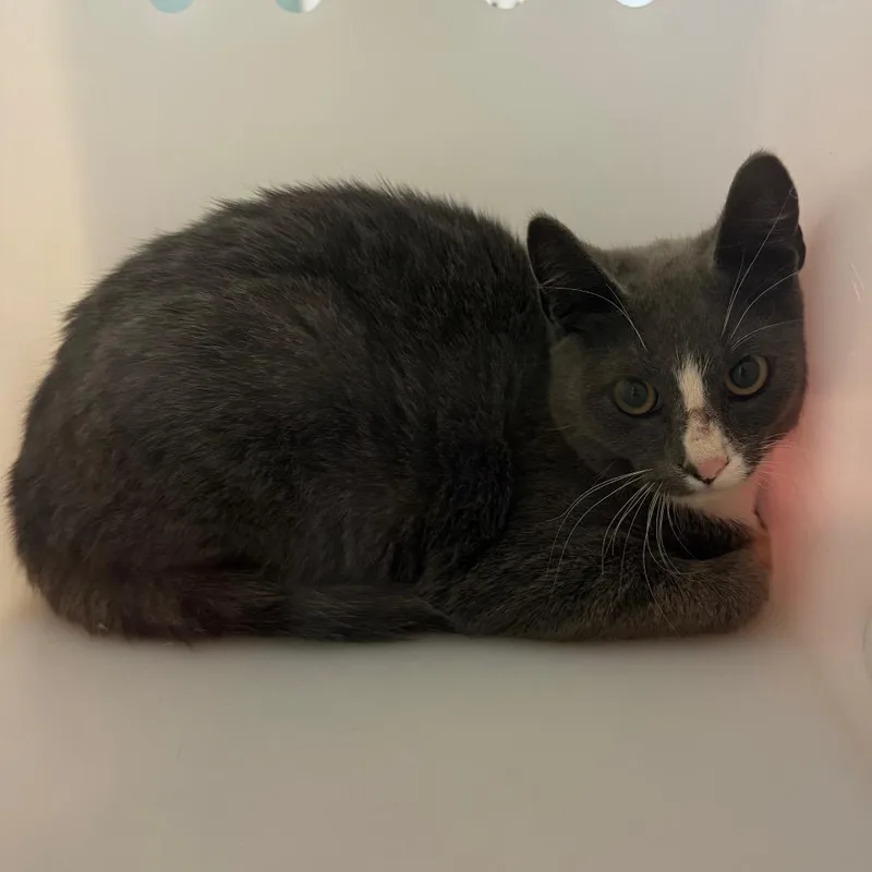A baby medium-sized male Domestic Short Hair cat named Tricksy for adoption in Flagstaff, AZ