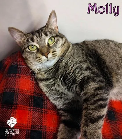 An adult small-sized female Domestic Short Hair cat named Molly for adoption in Heath, OH