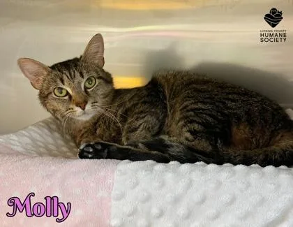 Molly thumbnail 2