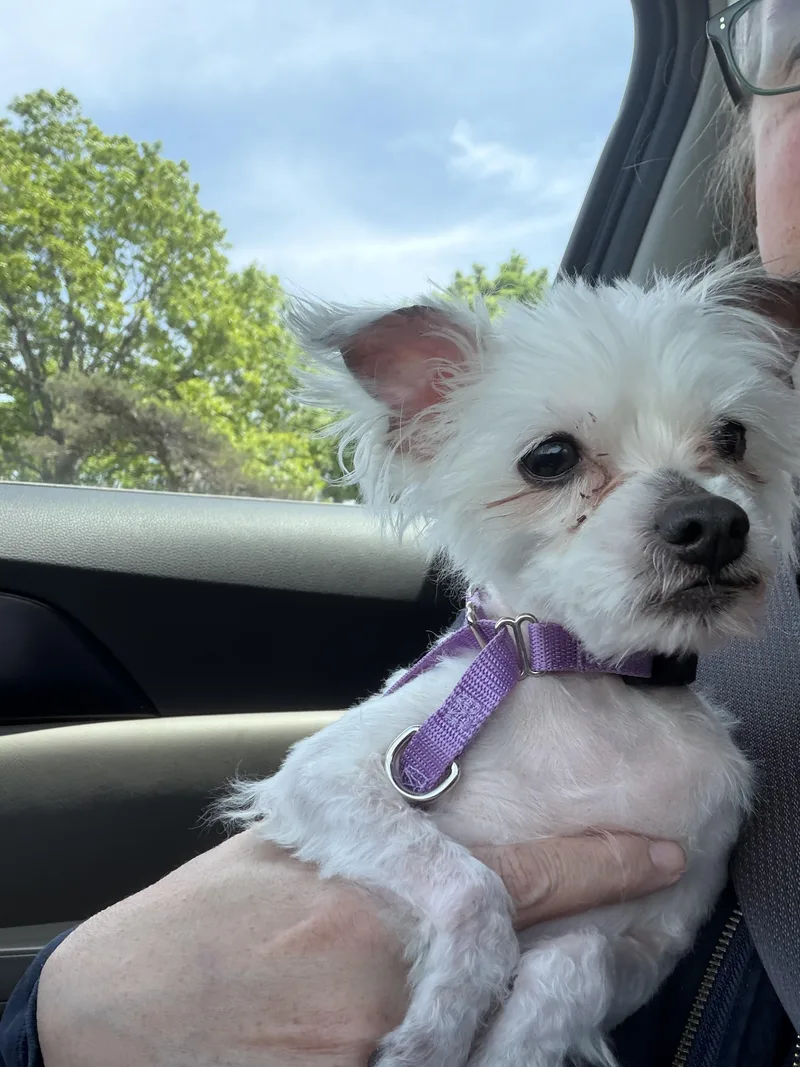 A senior small-sized female White / Cream Yorkshire Terrier dog named Blossom for adoption in Harrison, NY