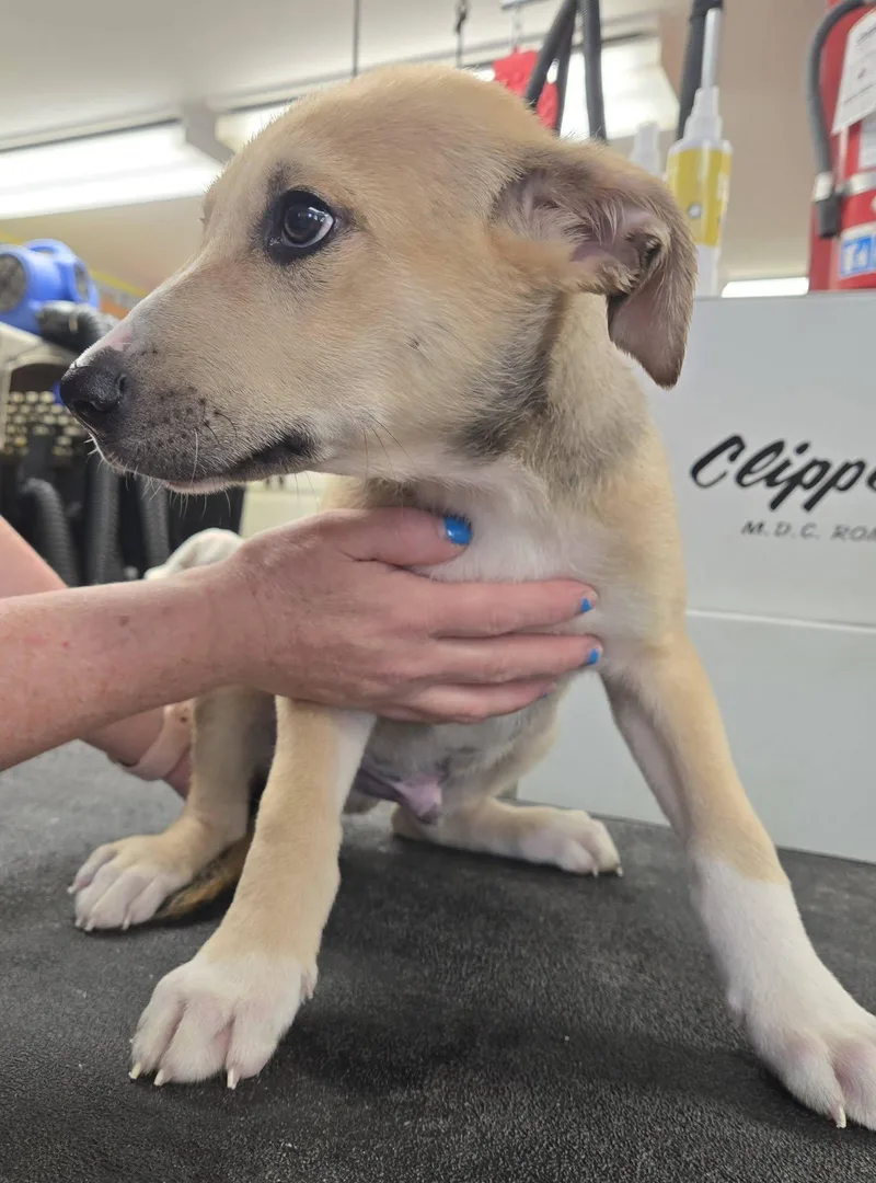 A baby medium-sized male Apricot / Beige Australian Shepherd dog named Lennon for adoption in North Olmsted, OH