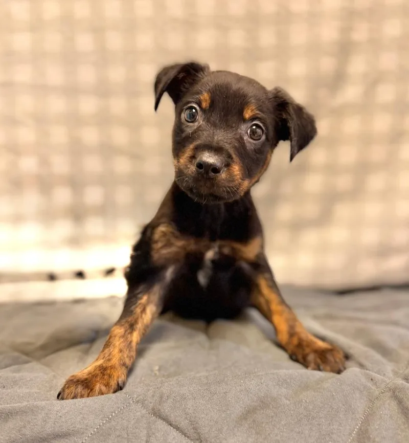 A baby small-sized male Mixed Breed dog named Levy for adoption in Ellijay, GA