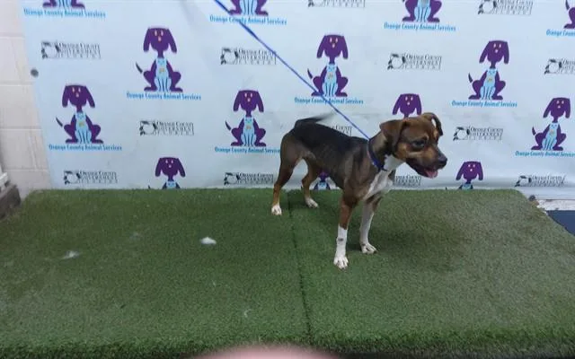 A young small-sized female Beagle dog named A for adoption in Orlando, FL