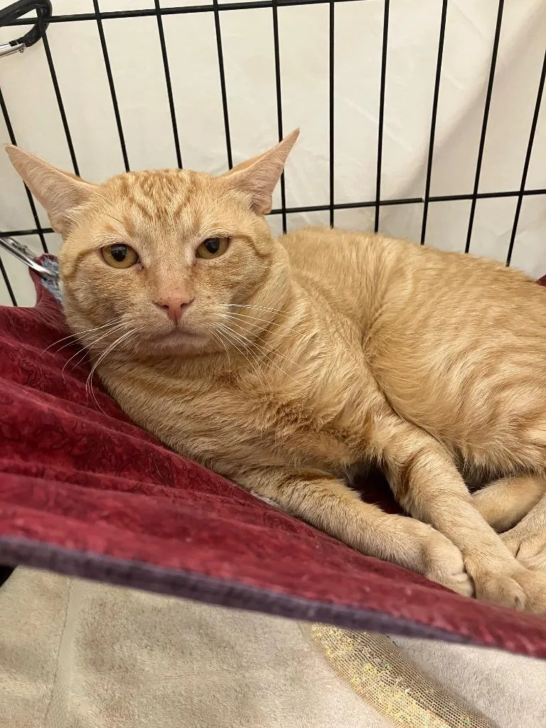 An adult medium-sized male Domestic Short Hair cat named Desmond for adoption in Lunenburg, MA