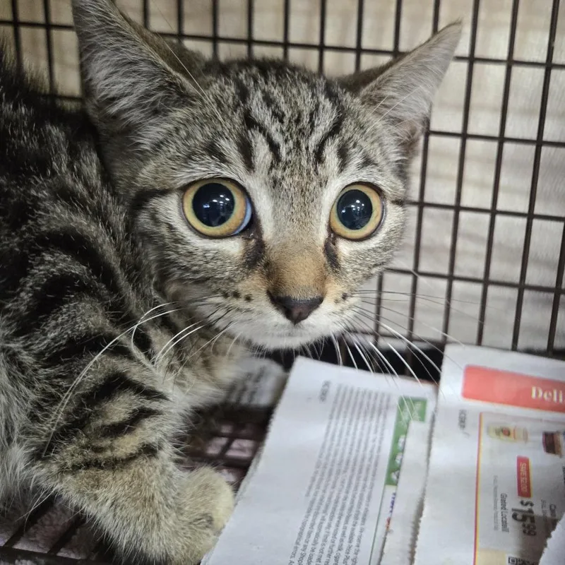 A baby small-sized female Brown / Chocolate Domestic Short Hair cat named Bud for adoption in Newark, NJ