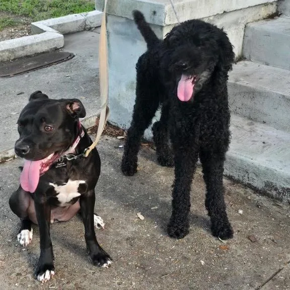 A young large-sized female Black Standard Poodle dog named Shoshanna for adoption in New Orleans, LA