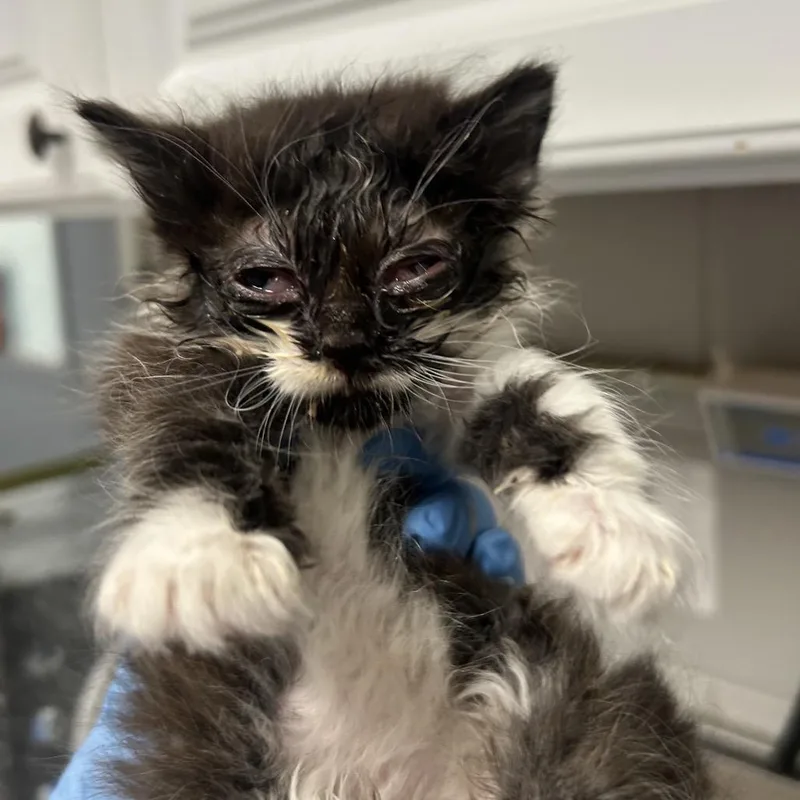 A baby small-sized male Brown / Chocolate Domestic Short Hair cat named Bitsy for adoption in Greenville, SC
