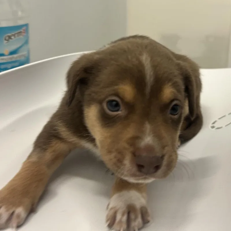 A baby small-sized male Brown / Chocolate Mixed Breed dog named Hammock for adoption in Park City, UT