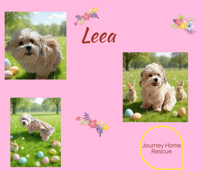 A young small-sized female Havanese dog named Leea for adoption in East Wenatchee, WA
