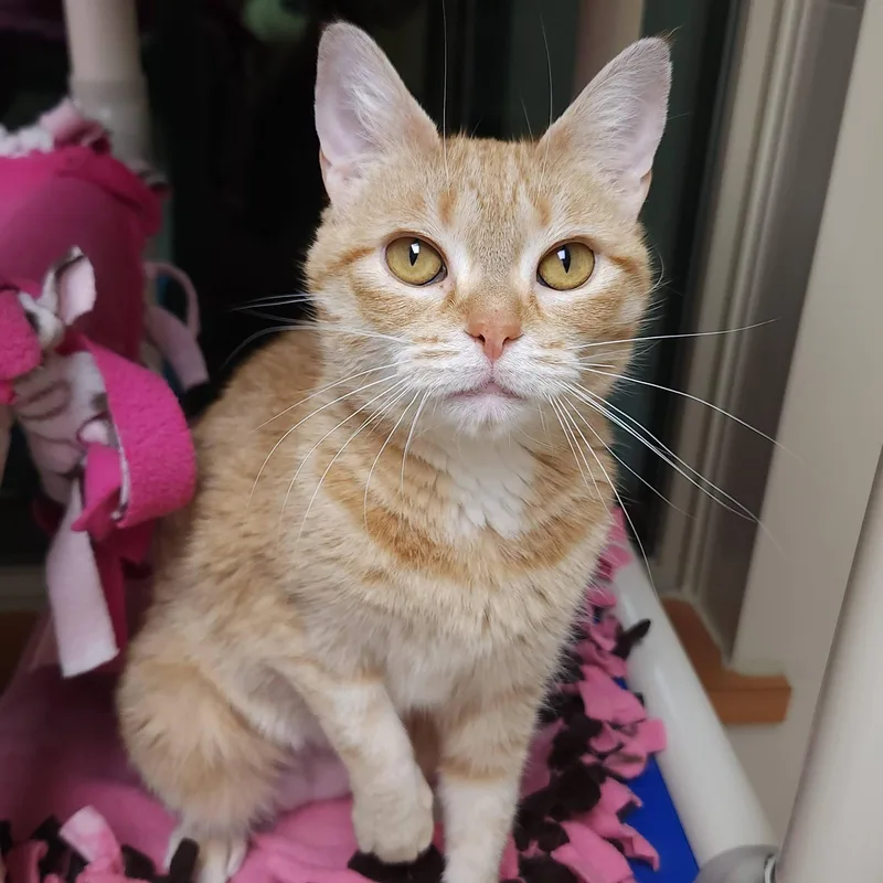 An adult medium-sized female Tabby cat named Daytona for adoption in Marshfield, WI