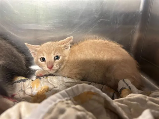 A baby small-sized male Domestic Short Hair cat named Nico for adoption in Grand Prairie, TX