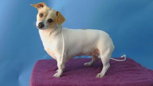An adult small-sized female Parson Russell Terrier dog named Nyla for adoption in Gardena, CA
