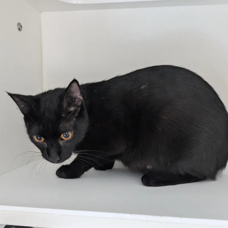 An adult medium-sized female Domestic Short Hair cat named June for adoption in Greensboro, NC