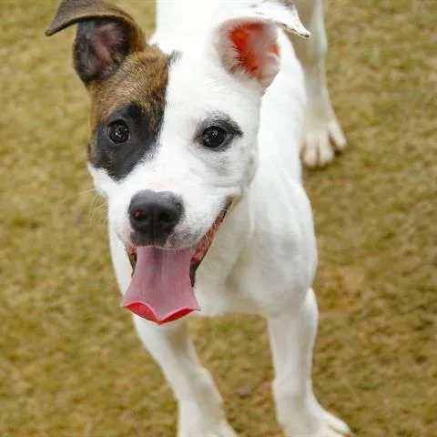 A young small-sized female White / Cream American Staffordshire Terrier dog named Harriet for adoption in Novelty, OH