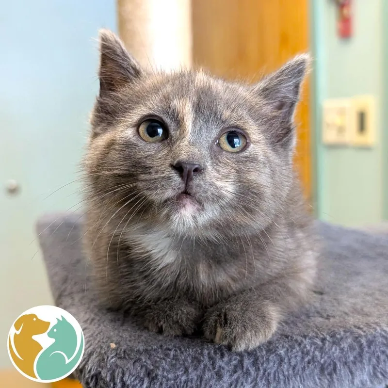 A baby small-sized female Torbie Domestic Short Hair cat named Spunkz for adoption in Toledo, OH