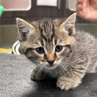Raja