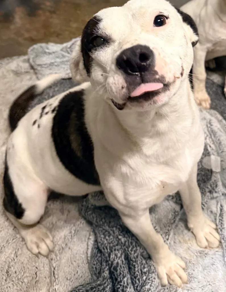 An adult medium-sized female Pit Bull Terrier dog named Chilli for adoption in North Vernon, IN