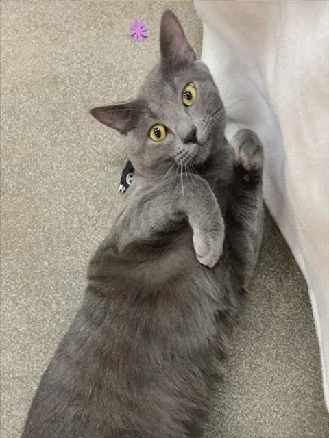 A young medium-sized male Domestic Short Hair cat named Lenni for adoption in Upper Marlboro, MD