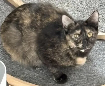 A young small-sized female Domestic Short Hair cat named Bougie for adoption in Cecil, WI