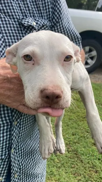 A baby large-sized female Mixed Breed dog named Milkshake for adoption in Dallas, TX
