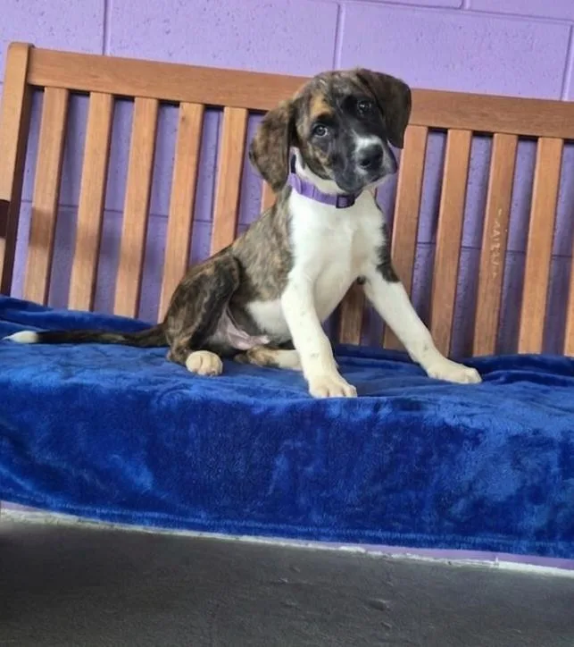 A baby medium-sized male Labrador Retriever dog named Memphis for adoption in North Prairie, WI