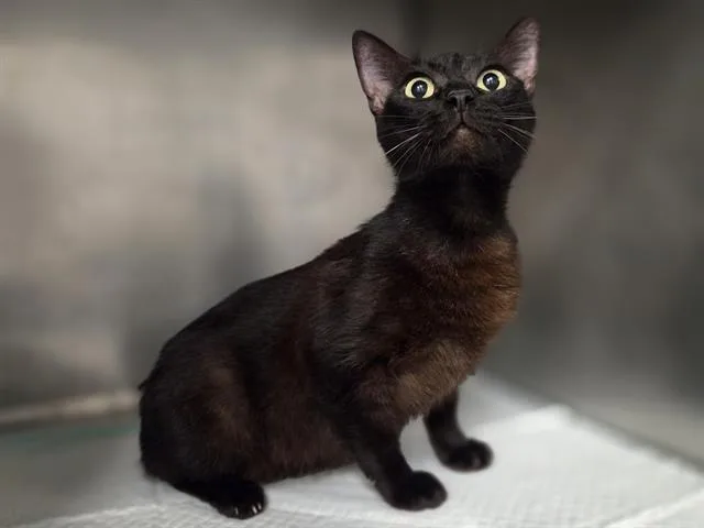 An adult medium-sized female Domestic Short Hair cat named Truly for adoption in Panama City, FL
