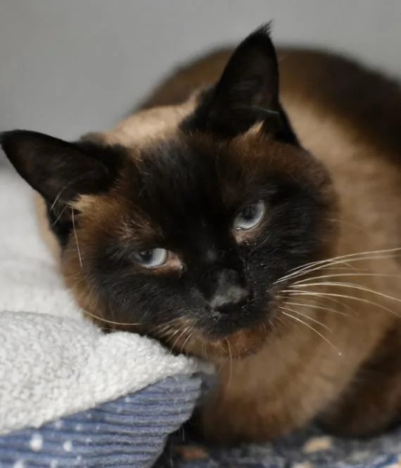 An adult medium-sized female Seal Point Himalayan cat named Pomni for adoption in Marietta, GA