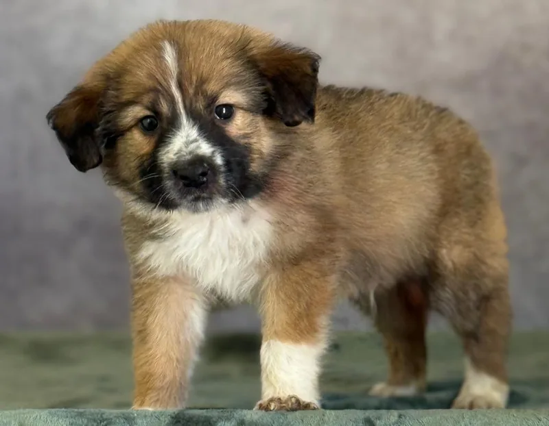 A baby large-sized male Great Pyrenees dog named Widget for adoption in Warren, MI
