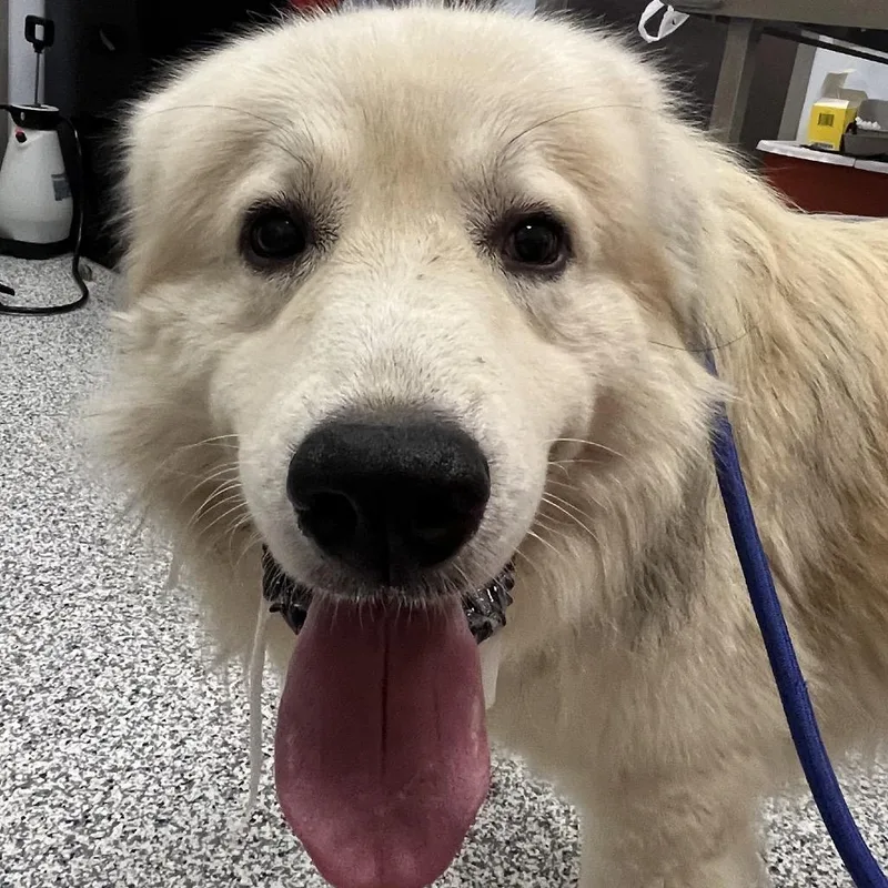 An adult large-sized male Great Pyrenees dog named Casper for adoption in Madisonville, TN