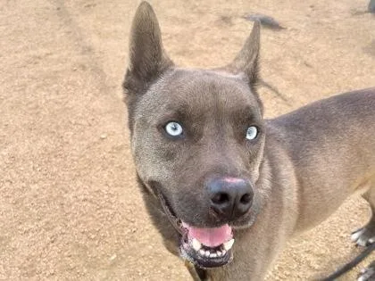 An adult medium-sized male Gray / Blue / Silver Mixed Breed dog named Malakai for adoption in Georgetown, TX