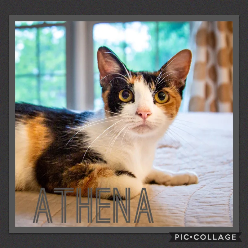 An adult medium-sized female Torbie cat named Momma Athena for adoption in Louisville, KY