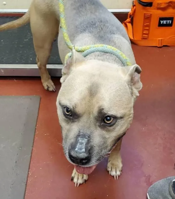 An adult medium-sized male Pit Bull Terrier dog named Mr. Ham for adoption in Salisbury, MD