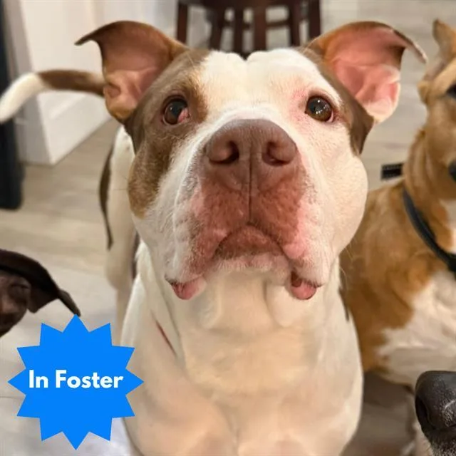 An adult medium-sized male Pit Bull Terrier dog named Bruno for adoption in Indianapolis, IN