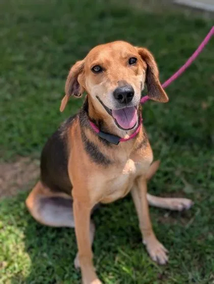 An adult medium-sized female Black and Tan Coonhound dog named India for adoption in Gulfport, MS