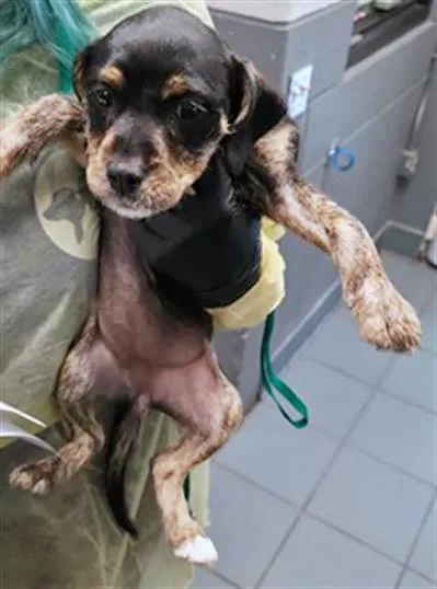 A baby medium-sized male Black Mixed Breed dog named The Courier for adoption in Nashville, TN
