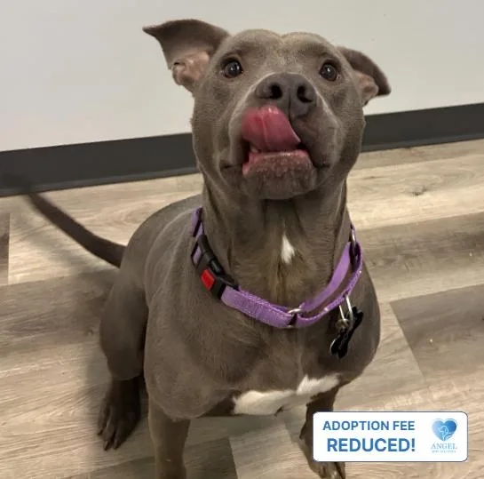 An adult medium-sized male Bicolor Pit Bull Terrier dog named Ahoy for adoption in Naperville, IL