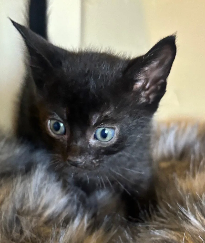 A baby medium-sized male Black Domestic Short Hair cat named Arthur for adoption in San Jose, CA