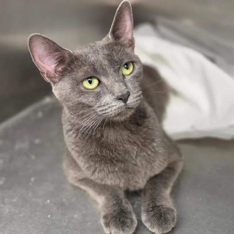 A young medium-sized female Gray / Blue / Silver Domestic Short Hair cat named Jean for adoption in Sarasota, FL
