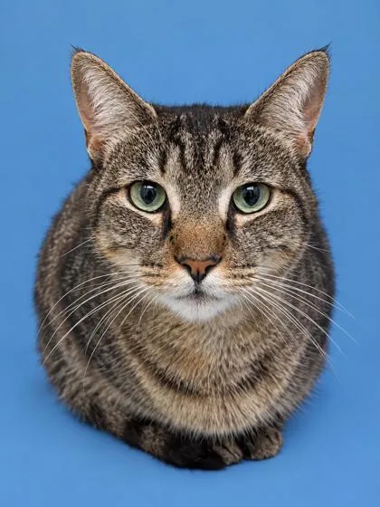An adult small-sized male Domestic Short Hair cat named Frank for adoption in Cumming, GA