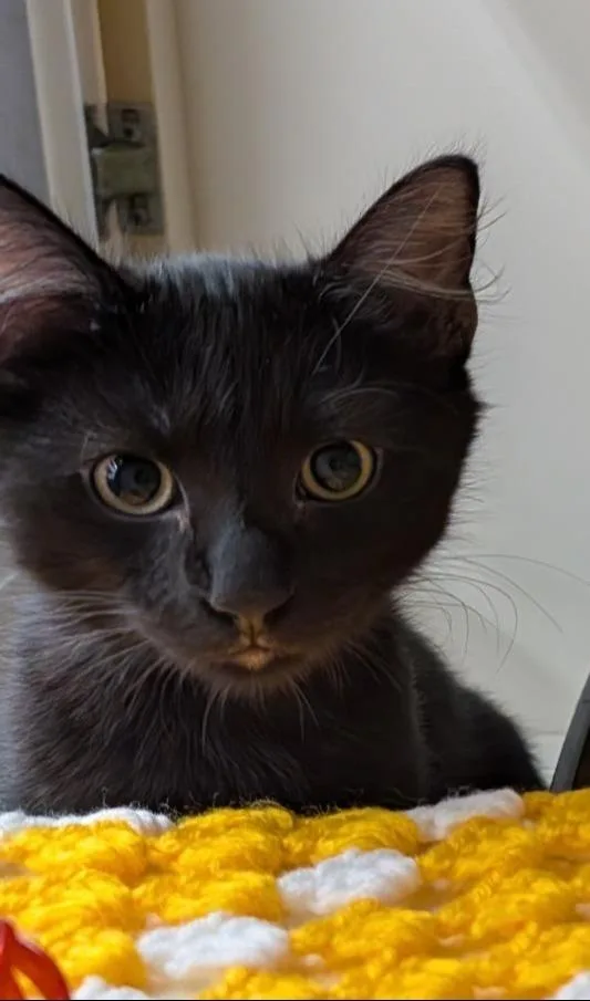 A baby small-sized male Domestic Medium Hair cat named Sorrel for adoption in Ocala, FL